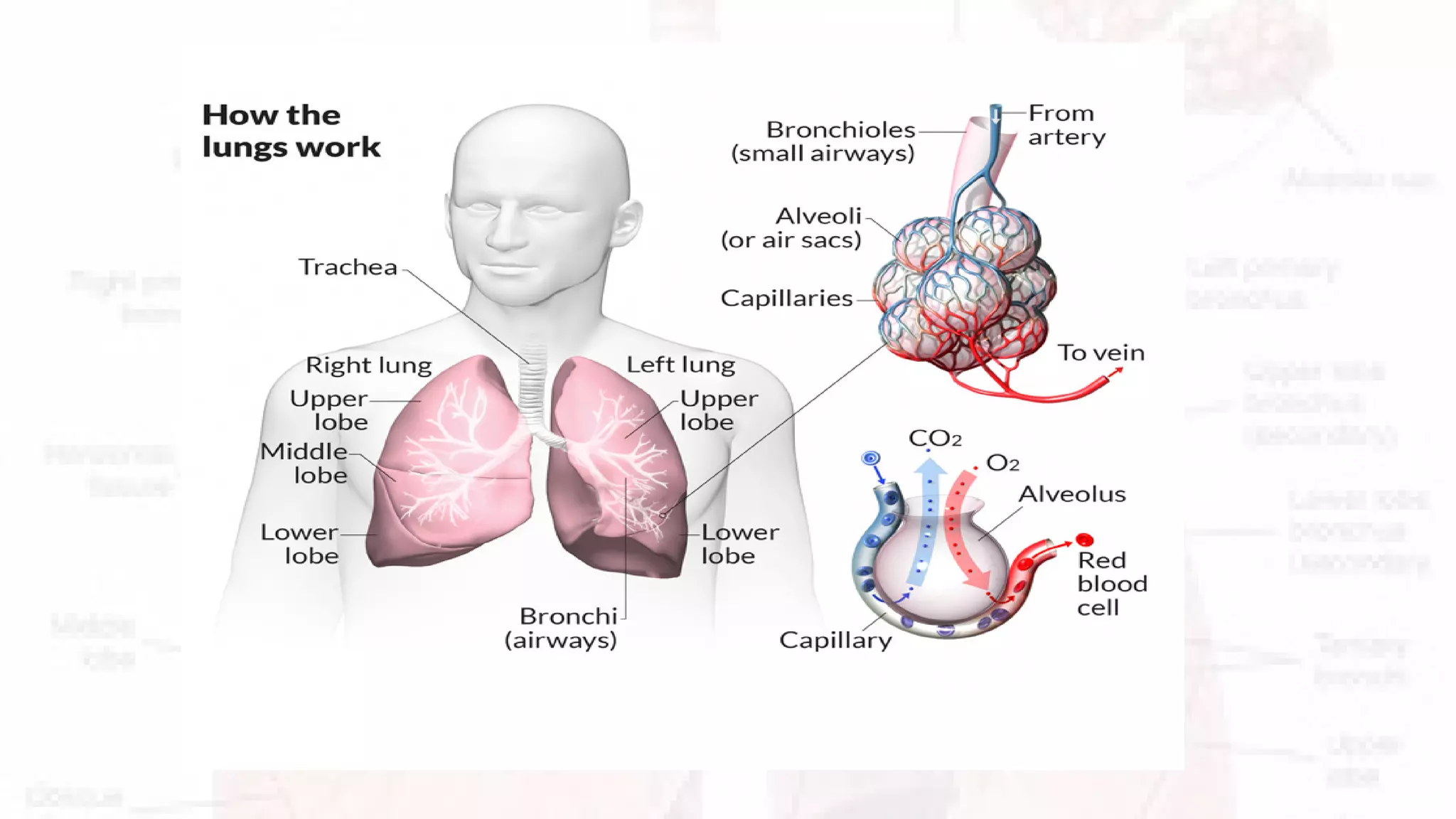 respiratory-system-presentation-pdf
