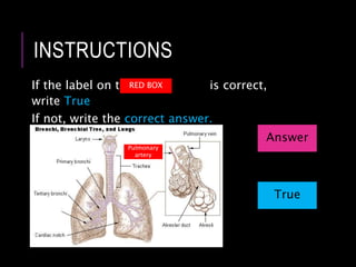 INSTRUCTIONS
If the label on the is correct,
write True
If not, write the correct answer.
Pulmonary
artery
Answer
True
RED BOX
 