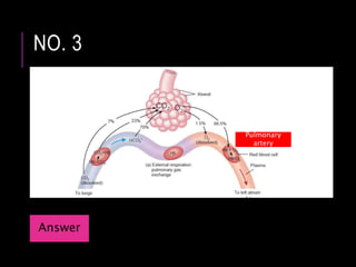 NO. 3
Pulmonary
artery
Answer
 
