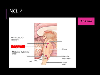 NO. 4
Answer
Apneustic
Area
 