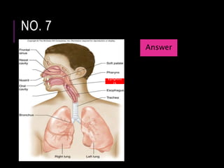 NO. 7
Epiglott
is
Answer
 