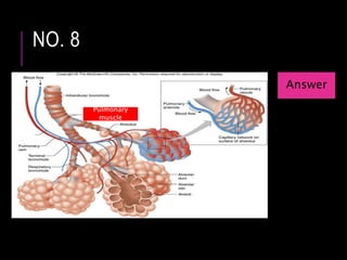 NO. 8
Pulmonary
muscle
Answer
 