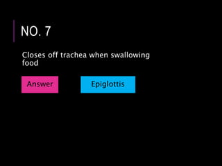 Closes off trachea when swallowing
food
NO. 7
Answer Epiglottis
 