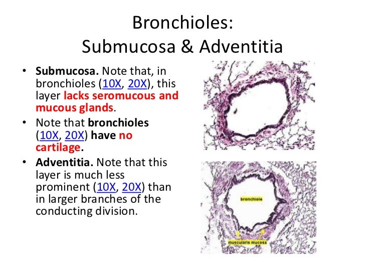 Respiratory system study guide