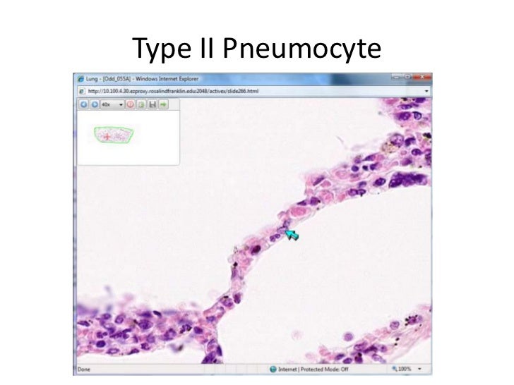 Respiratory system study guide
