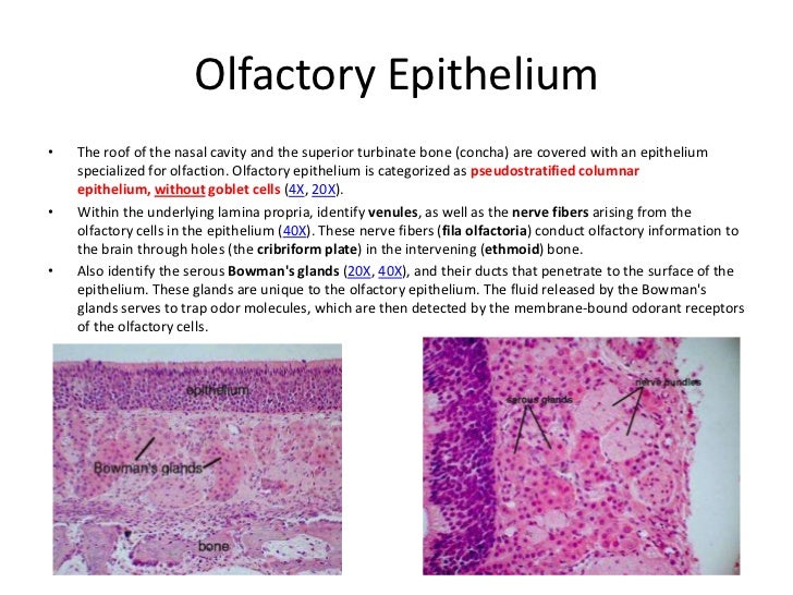 Respiratory system study guide