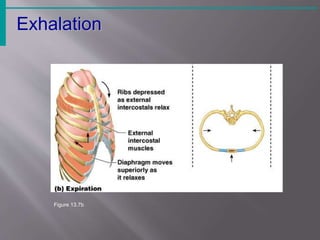 Respiratory system, physiology of respiratory system and neural control ...