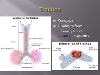 Common Cold Windpipe Respiratory system, physiology of respiratory system and neural control ...