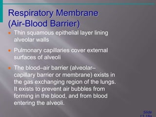 Respiratory Membrane
(Air-Blood Barrier)
Slide
 