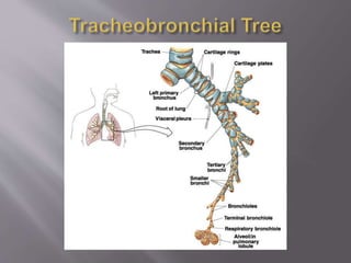Trachea (Windpipe)
Slide
 Connects larynx with bronchi
 Lined with ciliated mucosa
Beat continuously in the opposite di...