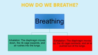 HOW DO WE BREATHE?
Breathing
Inhalation: The diaphragm moves
down, the rib cage expands, and
air rushes into the lungs.
Exhalation: The diaphragm moves
up, the rib cage contracts, and air is
pushed out of the lungs.
 