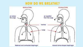 HOW DO WE BREATHE?
 