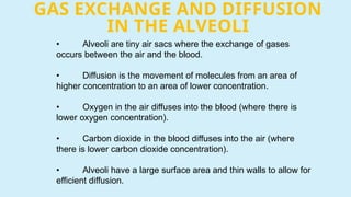 GAS EXCHANGE AND DIFFUSION
IN THE ALVEOLI
• Alveoli are tiny air sacs where the exchange of gases
occurs between the air and the blood.
• Diffusion is the movement of molecules from an area of
higher concentration to an area of lower concentration.
• Oxygen in the air diffuses into the blood (where there is
lower oxygen concentration).
• Carbon dioxide in the blood diffuses into the air (where
there is lower carbon dioxide concentration).
• Alveoli have a large surface area and thin walls to allow for
efficient diffusion.
 