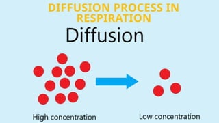 DIFFUSION PROCESS IN
RESPIRATION
 