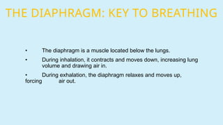 THE DIAPHRAGM: KEY TO BREATHING
• The diaphragm is a muscle located below the lungs.
• During inhalation, it contracts and moves down, increasing lung
volume and drawing air in.
• During exhalation, the diaphragm relaxes and moves up,
forcing air out.
 