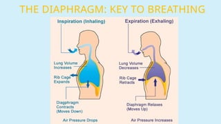 THE DIAPHRAGM: KEY TO BREATHING
 