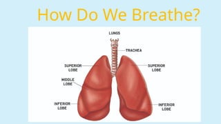 How Do We Breathe?
 