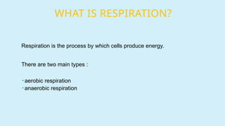 WHAT IS RESPIRATION?
Respiration is the process by which cells produce energy.
There are two main types :
 aerobic respiration
 anaerobic respiration
 