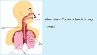 airflow: Nose → Trachea → Bronchi → Lungs
→ Alveoli.
 