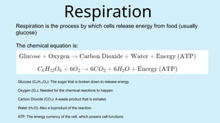 Respiration is the process by which cells release energy from food (usually
glucose)
The chemical equation is:
Respiration
Glucose (C H O ): The sugar that is broken down to release energy.
₆ ₁₂ ₆
Oxygen (O ): Needed for the chemical reactions to happen.
₂
Carbon Dioxide (CO ): A waste product that is exhaled.
₂
Water (H O): Also a byproduct of the reaction.
₂
ATP: The energy currency of the cell, which powers cell functions
 