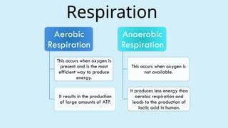 Respiration
Aerobic
Respiration
This occurs when oxygen is
present and is the most
efficient way to produce
energy.
It results in the production
of large amounts of ATP.
Anaerobic
Respiration
This occurs when oxygen is
not available.
It produces less energy than
aerobic respiration and
leads to the production of
lactic acid in human.
 