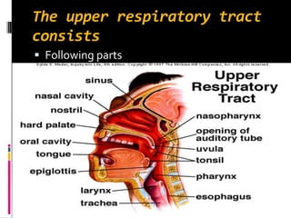The upper respiratory tract
consists
 Following parts
 