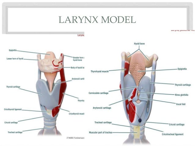 Respiratoryurinary lab ppt