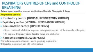 RESPIRATORY CENTRES OF CNS and CONTROL OF
BREATHING
Primary portions that control ventilation -Medulla Oblongata & Pons
Respiratory centers :
Inspiratory centre (DORSAL RESPIRATORY GROUP)
Expiratory centre (VENTRAL RESPIRATORY GROUP)
Pneumotaxic centre (UPPER PONS)
• Sends continual inhibitory impulses to inspiratory center of the medulla oblongata,
• As impulse frequency rises, breathe faster and shallower
Apneustic centre (LOWER PONS)
•Stimulation causes apneusis –deep, gasping inspiration
•Integrates inspiratory cut off information
 