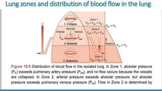 Lung zones and distribution of blood flow in the lung
 