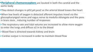 Peripheral chemoreceptors are located in both the carotid and the
aortic body
They detect changes in pO2,pH,pco2 as the arterial blood leaves the heart
When low levels of oxygen is detected afferent impulses travel via the
glossopharyngeal nerve and vagus nerve to medulla oblangata and the pons
in brain stem , inducing number of responses
The respiratory rate and tidal volume are increased to allow more oxygen
to enter the lungs and diffuse o2 in to the blood
Blood flow is directed towards kidney and brain
Cardiac output is increased in order to maintain blood flow
 