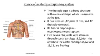 Review of anatomy –respiratory system
3
 The thoracic cage is a bony structure
with a conical shape which is narrower
at the top.
 It has sternum ,12 pairs of ribs, and 12
thoracic vertebras.
 Its floor is diaphragam –
musclotendaneous septum.
 First seven ribs joints with sternum
through costal cartilage ,8,9,10th ribs
attach to the costal cartilage above and
11,12, are floating
 