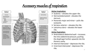 Accessory muscles of respiration
33
Active inspiration:
 Scalenes – elevates the upper ribs.
 Sternocleidomastoid – elevates the
sternum.
 Pectoralis major and minor – pulls ribs
outwards.
 Serratus anterior – elevates the ribs
 Latissimus dorsi – elevates the lower
ribs.
Active Expiration:
 Anterolateral abdominal wall – increases
the intra-abdominal pressure, pushing
the diaphragm further upwards into the
thoracic cavity.
 Internal intercostal – depresses the ribs.
 Innermost intercostal – depresses the
ribs.
 