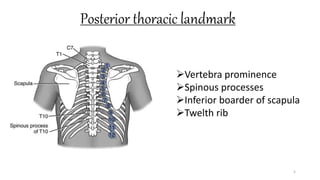 Posterior thoracic landmark
5
Vertebra prominence
Spinous processes
Inferior boarder of scapula
Twelth rib
 
