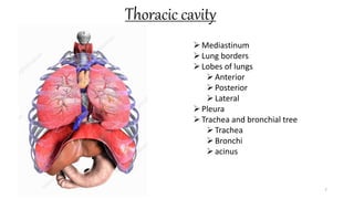 Thoracic cavity
7
Mediastinum
Lung borders
Lobes of lungs
Anterior
Posterior
Lateral
Pleura
Trachea and bronchial tree
Trachea
Bronchi
acinus
 