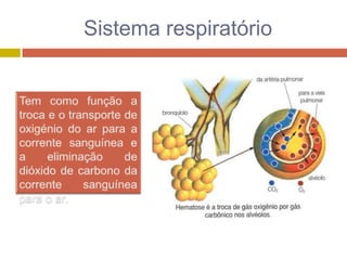 RespiratóRio II