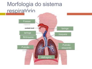 RespiratóRio II