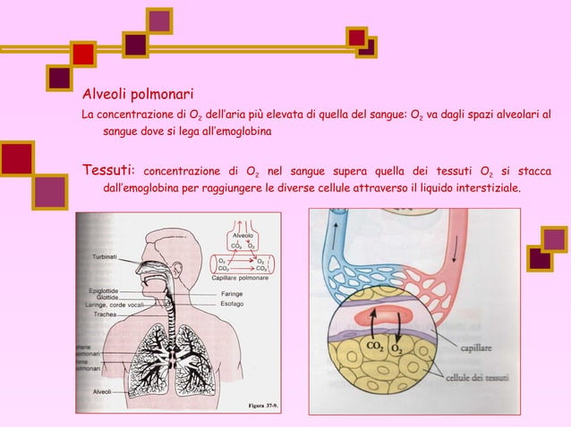 Respirazione Cellulare PPT