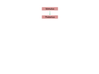 Stimulus


Thalamus
 