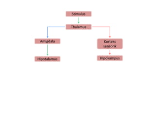Stimulus


              Thalamus


 Amigdala                 Korteks
                          sensorik


Hipotalamus              Hipokampus
 
