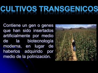 Contiene un gen o genes
que han sido insertados
artificialmente por medio
de la biotecnología
moderna, en lugar de
haberlos adquirido por
medio de la polinización.
 