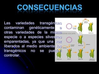 Las variedades transgénicas
contaminan genéticamente a
otras variedades de la misma
especie o a especies silvestres
emparentadas, ya que una vez
liberados al medio ambiente los
transgénicos no se pueden
controlar.
 