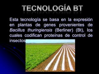 Esta tecnología se basa en la expresión
en plantas de genes provenientes de
Bacillus thuringiensis (Berliner) (Bt), los
cuales codifican proteínas de control de
insectos
 