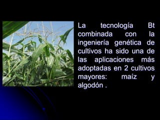 La tecnología Bt
combinada con la
ingeniería genética de
cultivos ha sido una de
las aplicaciones más
adoptadas en 2 cultivos
mayores: maíz y
algodón .
 