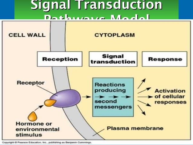 Responseของพืช