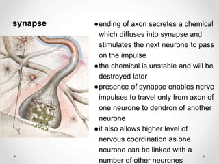 ●ending of axon secretes a chemical
which diffuses into synapse and
stimulates the next neurone to pass
on the impulse
●the chemical is unstable and will be
destroyed later
●presence of synapse enables nerve
impulses to travel only from axon of
one neurone to dendron of another
neurone
●it also allows higher level of
nervous coordination as one
neurone can be linked with a
number of other neurones
synapse
 
