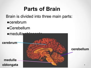 Brain is divided into three main parts:
●cerebrum
●Cerebellum
●medulla oblongata
Parts of Brain
cerebellum
cerebrum
medulla
oblongata
 