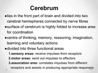 Cerebrum
●lies in the front part of brain and divided into two
cerebral hemispheres connected by nerve fibres
●surface of cerebrum is highly folded to increase area
for coordination
●centre of thinking, memory, reasoning, imagination,
learning and voluntary actions
●divided into three functional areas
1.sensory areas: receive impulses from receptors
2.motor areas: send out impulses to effectors
3.association area: correlates impulses from different
receptors and assists in producing appropriate responses
 