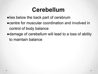Cerebellum
●lies below the back part of cerebrum
●centre for muscular coordination and involved in
control of body balance
●damage of cerebellum will lead to a loss of ability
to maintain balance
 