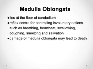 Medulla Oblongata
●lies at the floor of cerebellum
●reflex centre for controlling involuntary actions
such as breathing, heartbeat, swallowing,
coughing, sneezing and salivation
●damage of medulla oblongata may lead to death
 