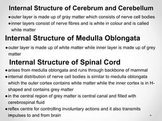 Internal Structure of Cerebrum and Cerebellum
●outer layer is made up of gray matter which consists of nerve cell bodies
●inner layers consist of nerve fibres and is white in colour and is called
white matter
Internal Structure of Medulla Oblongata
●outer layer is made up of white matter while inner layer is made up of grey
matter
Internal Structure of Spinal Cord
●arises from medulla oblongata and runs through backbone of mammal
●internal distribution of nerve cell bodies is similar to medulla oblongata
which the outer cortex contains white matter while the inner cortex is in H-
shaped and contains grey matter
●in the central region of grey matter is central canal and filled with
cerebrospinal fluid
●reflex centre for controlling involuntary actions and it also transmits
impulses to and from brain
 